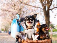 吉娃娃犬到什么年龄停止生长,绝育后还会生长吗?