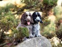 可卡犬公的好还是母的好,养起来有什么区别?