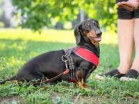 收养一只腊肠犬需要多少钱?(领养腊肠犬的方法与技巧)