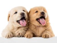 为什么我的松狮犬不长大?(影响松狮犬大小的因素)