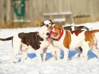 美国斗牛犬的颜色真的很重要吗?什么颜色最标准?