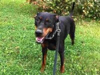 什么是杜宾比特犬混种?(杜宾比特犬杂交的历史和起源)