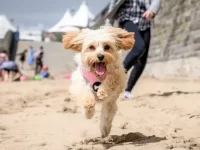 卡瓦普犬是什么品种?卡瓦普犬成年后能长到多大?