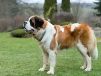 影响圣伯纳犬寿命的因素有哪些?(让圣伯纳犬的寿命更长的方法)