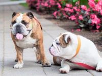 收养一只英国斗牛犬需要花多少钱?(领养英国斗牛犬的方法与技巧)