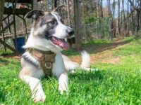 什么是熊猫德国牧羊犬,外观长什么样子?