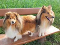 什么是迷你牧羊犬?(迷你牧羊犬的历史和起源)