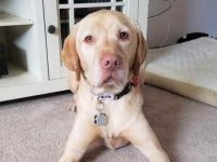 一只达德利拉布拉多犬的价格是多少?