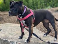 黑色斗牛犬要多少钱一只?公的与母的有什么区别?