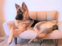 什么是巨型德国牧羊犬?(巨型德国牧羊犬的历史和起源)