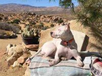 什么是白色比特犬?与其他比特犬的不同之处!