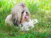 茶杯西施犬适合家养吗?有多少种颜色可供选择?