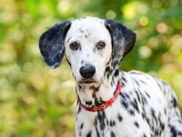 决定斑点狗寿命的因素有哪些?这些原因你想到了吗?