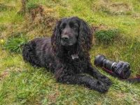 黑色可卡犬是纯种的吗?(黑色可卡犬的样貌特征和生活习性)