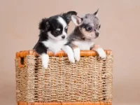 梅尔吉娃娃要多少钱一只,适合家庭饲养吗?