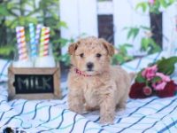 梗犬贵宾犬混种的价格是多少,寿命能活多久?