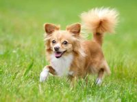 什么是长毛吉娃娃?(长毛吉娃娃的外观特点)