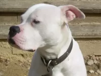 斯科特美国斗牛犬气质个性怎么样?寿命是多少年?