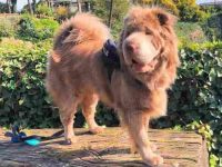 一只熊皮沙皮犬小狗要多少钱,成年后能长到多大?