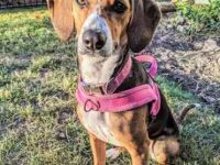 猎浣熊犬比格犬混种优缺点及性格,多少钱一只?