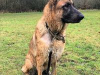 巨型德国牧羊犬要多少钱一只?(巨型德国牧羊犬的寿命是多少年)