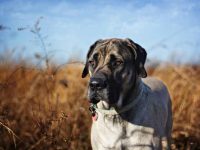英国獒犬的身体特征是什么样子,有攻击性吗?