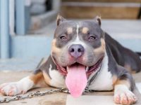 什么是三色比特犬?它们适合家养吗?