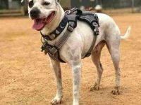 达尔马提亚比特犬混血多少钱一只?(达尔马提亚比特犬杂交的优缺点)