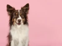 雄性与雌性迷你美国牧羊犬有什么区别?看完再养不吃亏!