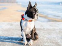 盘点全球出售高质量波士顿梗犬的十大排名地点