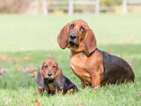 巴吉度猎犬到什么年龄停止生长?(影响巴吉度猎犬体型的5个因素)