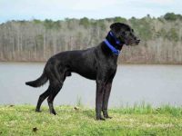 金毛猎犬和威玛猎犬混种的性格特点怎么样,寿命有多长?