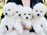 卷毛比熊犬要多少钱一只?(饲养比熊犬每月的成本花费)