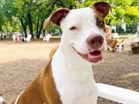 波士顿梗斗牛犬混种价格是多少?(波士顿梗斗牛犬杂交的优缺点)