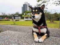 什么是黑柴犬?(黑柴犬的历史由来)