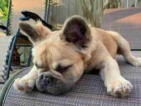 长毛法国斗牛犬要多少钱,能活多久?