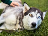 哈士奇的眼睛都有哪些颜色?最稀有的眼睛颜色是什么?