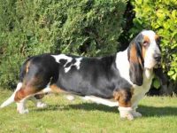 巴吉度猎犬超重肥胖会怎么样?给狗狗减肥吃什么食物好?