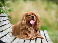 骑士查理王小猎犬的实际寿命有多长?致命缺点有哪些?