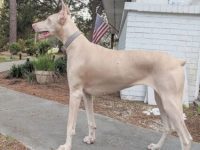 白色杜宾犬和白化杜宾犬的寿命哪个长?