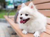 什么是白色博美犬?长大后会改变颜色吗?