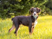 什么是三色澳大利亚牧羊犬,他们是如何形成三色毛的?