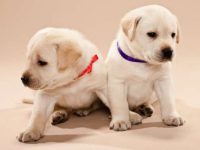 训练拉布拉多犬容易吗?应该从什么时候开始训练?