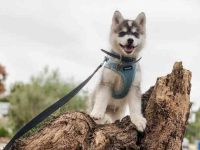 什么是茶杯哈士奇,它们真的存在吗?