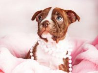 什么是红色波士顿梗?(红色波士顿梗的样貌特征和生活习性)