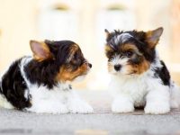 约克夏幼犬要多少钱一只?(饲养约克夏的成本开销)