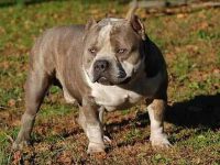 什么是高蒂比特犬?(高蒂比特犬的来源和历史)