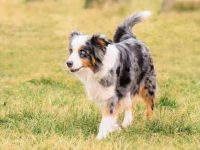 澳大利亚牧羊犬吃什么食物有营养又长得快?