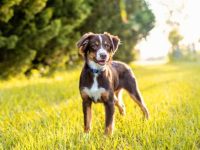 盘点全球出售高质量澳大利亚牧羊犬的十大排名地点