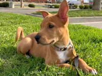 柴犬斗牛犬混血多少钱一只?(柴犬斗牛犬杂交的寿命有多长)